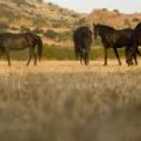 Landhaus Son Pons Ferreries