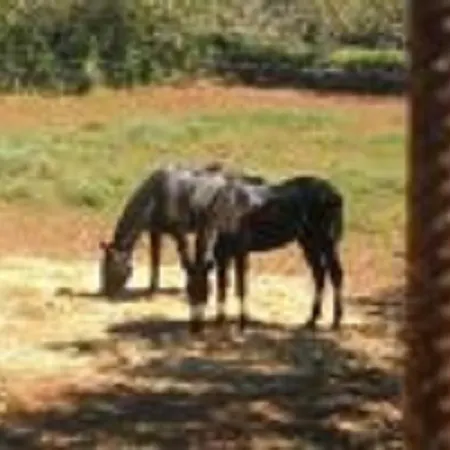 Country house Son Pons